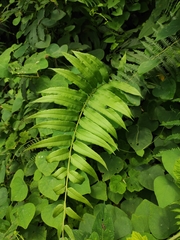 Menisciopsis penangiana