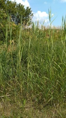 Phragmites australis