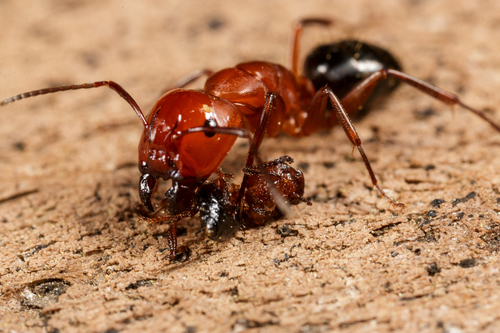Deceptive Carpenter Ant photo 4
