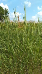 Phragmites australis