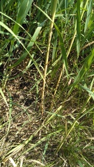 Phragmites australis