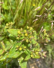 Hypericum mitchellianum