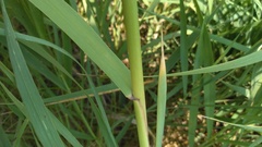 Phragmites australis