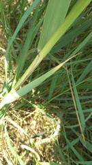 Phragmites australis