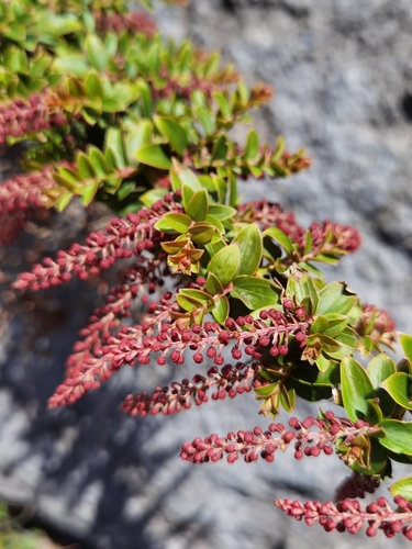 Coriaria microphylla observed 2021-07-16