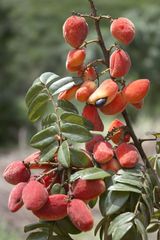 Cnestis polyphylla