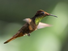 Chrysolampis mosquitus