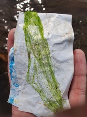 Hydrodictyon reticulatum