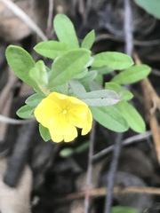 Crocanthemum glomeratum