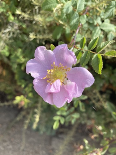 iNaturalist observation photo of California Wild Rose