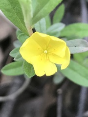 Crocanthemum glomeratum