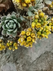 Draba nivicola