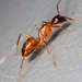 Camponotus americanus - Photo (c) Meghan Cassidy,  זכויות יוצרים חלקיות (CC BY-SA), הועלה על ידי Meghan Cassidy
