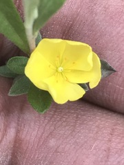 Crocanthemum glomeratum