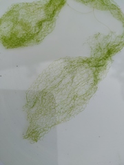 Hydrodictyon reticulatum