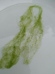 Hydrodictyon reticulatum