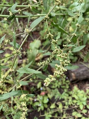 Rumex transitorius