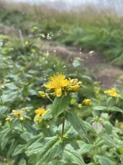Hypericum graveolens
