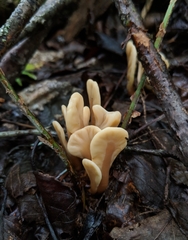 Spathulariopsis velutipes