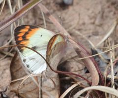 Colotis antevippe gavisa