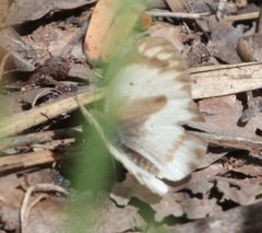 Colotis antevippe gavisa