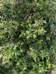 Hypericum graveolens