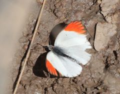 Colotis antevippe gavisa
