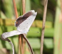 Eicochrysops hippocrates