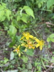 Hypericum graveolens