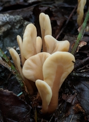 Spathulariopsis velutipes