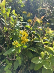 Hypericum graveolens