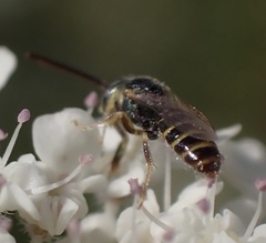 Nomioides