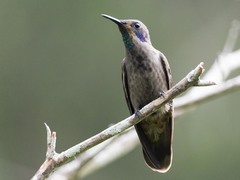 Colibri delphinae