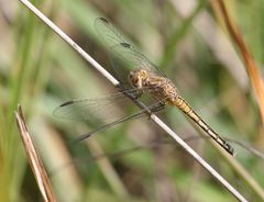 Diplacodes lefebvrii