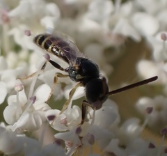 Nomioides