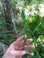 Platanthera ciliaris