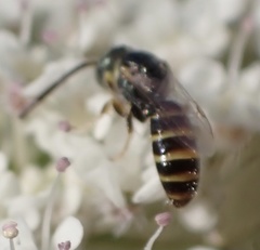 Nomioides