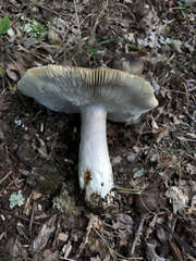Russula insignis