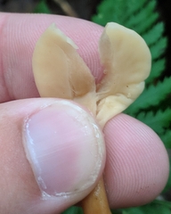 Spathulariopsis velutipes