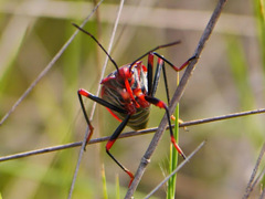 Callibaphus
