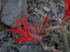 Astragalus coccineus
