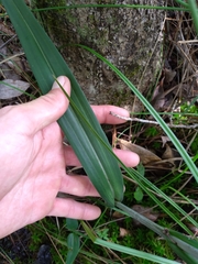 Platanthera ciliaris