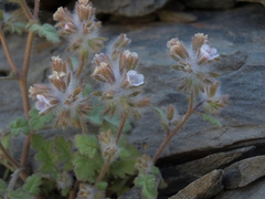 Phacelia cryptantha