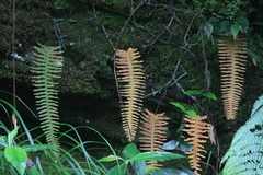 Polypodiodes niponica