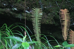 Polypodiodes niponica