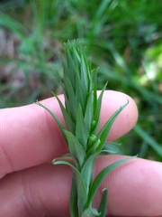 Platanthera ciliaris