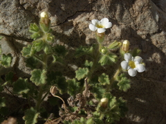 Phacelia perityloides