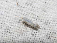 Argyresthia curvella