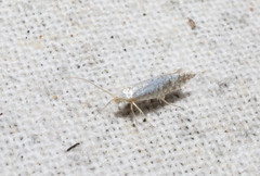 Argyresthia curvella