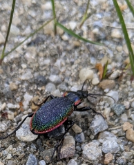 Carabus vietinghoffii